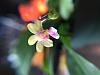 Phalaenopsis deliciosa-img_8516-jpg