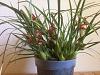 Maxillaria tenuifolia: coconut oil fragrance!-img_1121-jpg