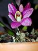 Dendrobium laevifolum 'Pink Giant'-14992784486809-jpg