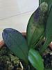 My (fungal? bacterial?) discount Masdevallia- are they sensitive to chemicals?-2017-07-19-001-036-jpg