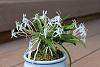 Neofinetia falcata-img_4311-jpg