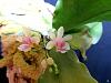 Phalaenopsis delicisa-phaldel08171-jpg