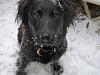 My Girlkin spaniel mix --Ysabelle-girlkin-spaniel-mix-jpg