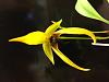 Bulbophyllum Frank Smith 'Golden Throne' X Bulbo Carunculatum-image-jpg