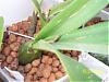 How 'bout in spike?-spike-encyclia-alata-jpg