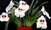 NoID Miltoniopsis-orchids-miltoniopsis-white-001-jpg