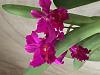 cattleya-image-jpg