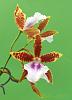 Miltonia Goodale Moir-fo-bas-wid-jpg