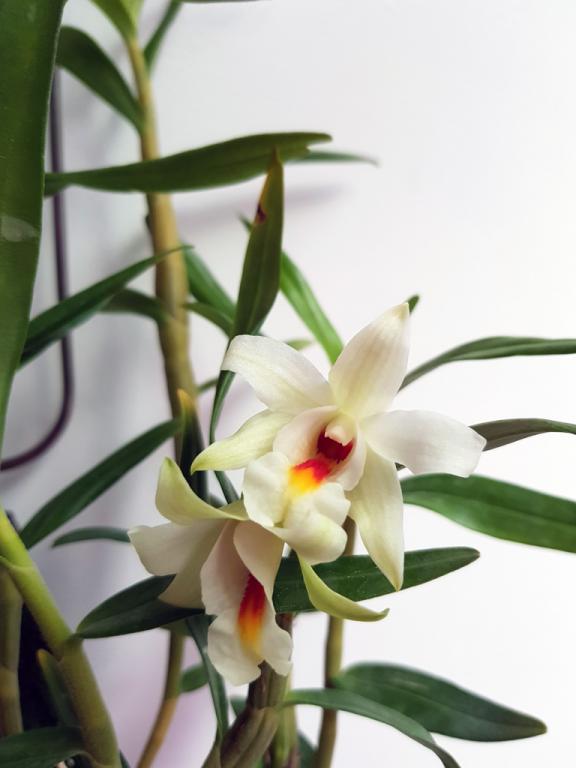 Dendrobium christyanum-den-christyanum-1-jpg