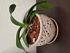 Phal going crazy with new air roots!!!-20170924_101139-jpg