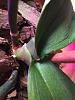 New phalaenopsis leaf yellowing-img_0176-jpg
