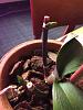 New phalaenopsis leaf yellowing-img_0174-jpg