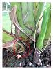 New to cymbidium-cymb-bud-growth-1-jpg