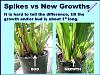 New to cymbidium-cymb-bud-cymb-growth-2-jpg