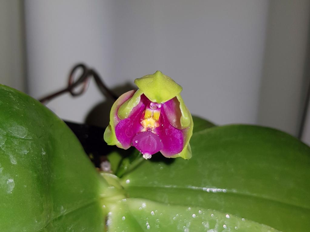 Phal. bellina, first time blooming.-phal-bellina-1-jpg