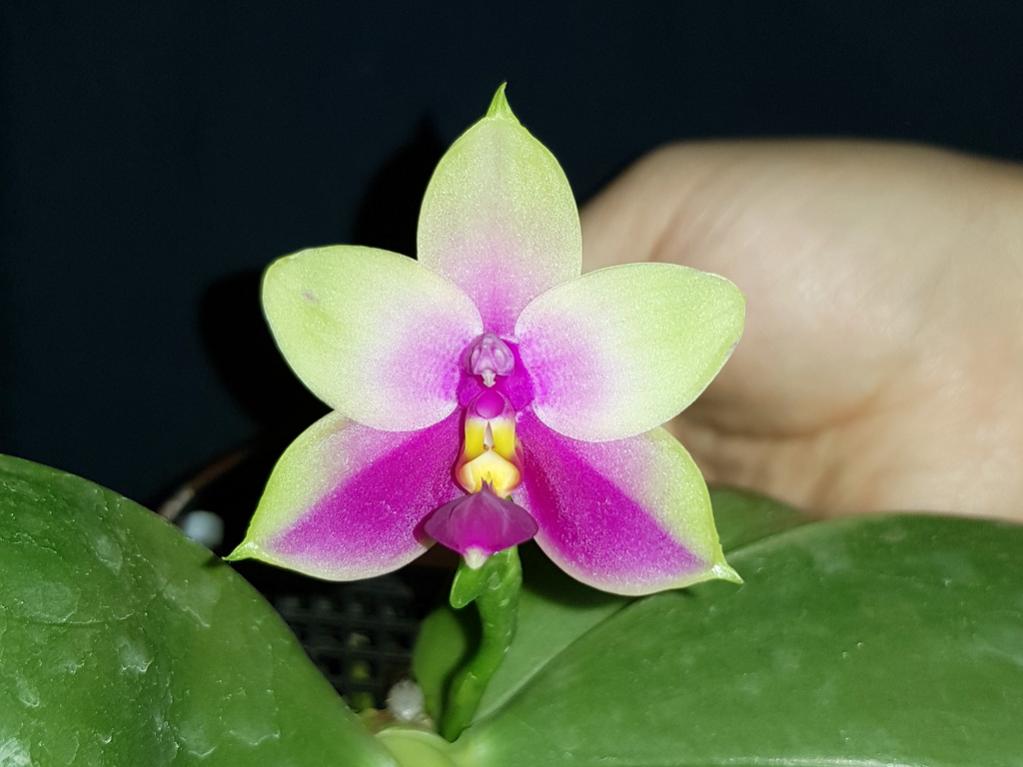 Phal. bellina, first time blooming.-phal-bellina-3-jpg