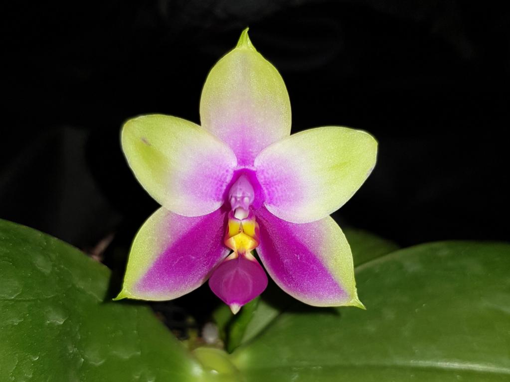 Phal. bellina, first time blooming.-phal-bellina-4-jpg