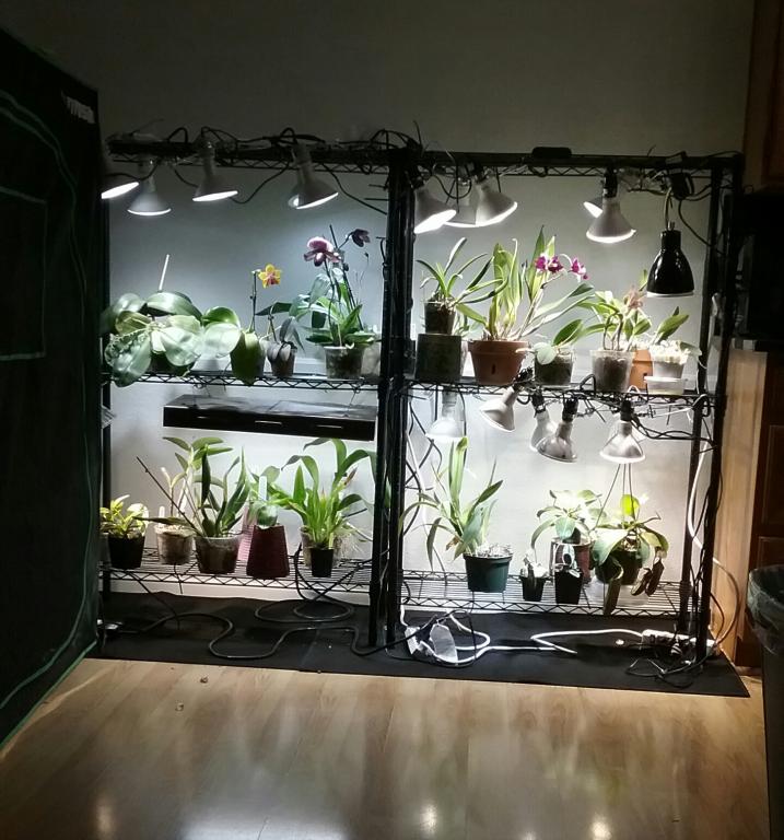 Orchid deals grow light