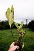 Costa Rican Orchids from a fallen tree.-dsc01041-cf-sobralia-orchid-unmarked-share-jpg