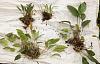 Costa Rican Orchids from a fallen tree.-dsc01053-miniature-ochids-unmarked-share-jpg