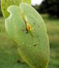 Costa Rican Orchids from a fallen tree.-dsc01052-cf-pleurothallis-ochid-unmarked-share-jpg