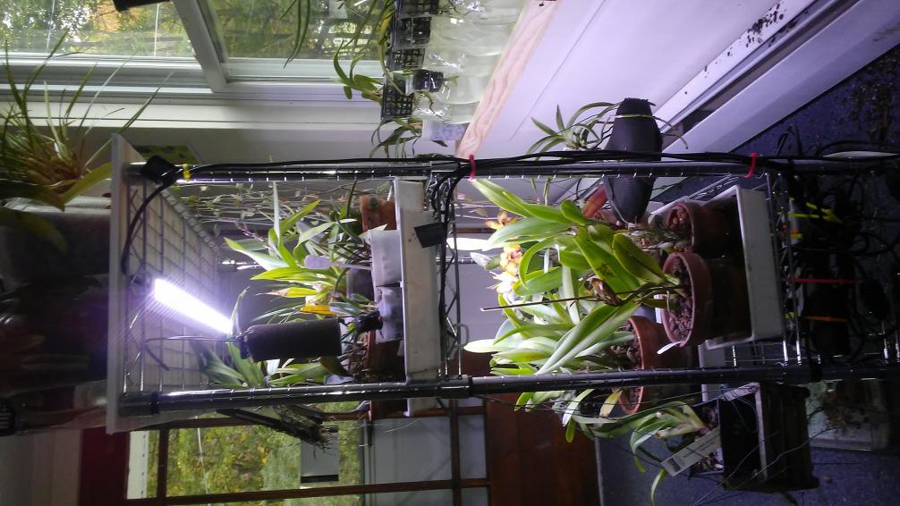 Led grow lights on sale for orchids