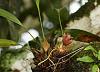 Costa Rican Orchids from a fallen tree.-dsc01329-unmarked-share-jpg