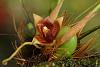 Costa Rican Orchids from a fallen tree.-dsc01323-unmarked-share-jpg