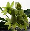 Catasetum pileatum 'Pierre Couret' x expansum-orchids-catasetum-pileatum-pierre-couret-expansum-005-jpg