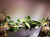 Vanilla planifolia, do they really bloom once they reach 10 ft?-20171102_235157-jpg