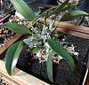 Dendrobium Aggregatum with spots on leaves-70b3e6db-590c-4f42-9930-b9df82e7451b-jpg