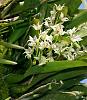 Orchids near Arenal, Costa Rica-dsc01473-anacheilium-fragrans-situ-sushare-jpg