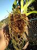Repotting Oncidium Sharry Baby with lots of aerial roots-4-jpg