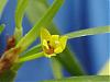 A tough one. Maxillaria species (PERU)-maxillaria-variabilis-1-jpg
