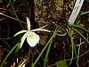 Brassavola perrinii-perrinii-5-14-2008-medium-jpg