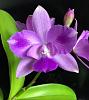 Caulocattleya Ethels Paradise 'Hawaii' in bloom again-ethel1-jpg