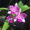 Caulocattleya Ethels Paradise 'Hawaii' in bloom again-etheljune-jpg