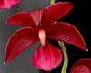 Cycnodes Wine Delight-orchids-cycnodes-wine-delight-002-jpg