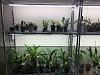 bud blast on oncidium and phaleonopsis-1fff3963-4715-4dcd-858c-79ba63a6ae0d-jpg