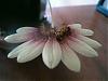 Cirr. makoyanum first flower-p1000593_r-jpg