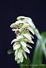 Bulbophyllum luteobracteatum-_mg_6295-jpg
