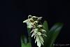Bulbophyllum luteobracteatum-_mg_6314-jpg