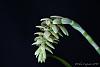 Bulbophyllum luteobracteatum-_mg_6347-jpg