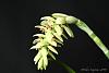 Bulbophyllum luteobracteatum-_mg_6352-jpg