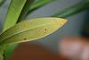 Oncidium with discoloured leaves-img_2752-jpg