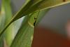 Oncidium with discoloured leaves-img_2753-jpg