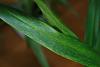 Oncidium with discoloured leaves-img_2754-jpg