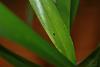 Oncidium with discoloured leaves-img_2780-jpg