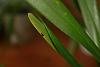 Oncidium with discoloured leaves-img_2781-jpg