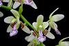 Sedirea japonica-orchids-sedirea-japonica-002-jpg